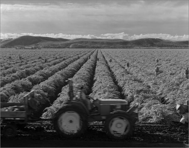 Farmworkers Near Salinas River