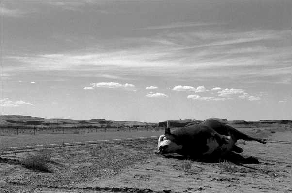 Roadside Bull